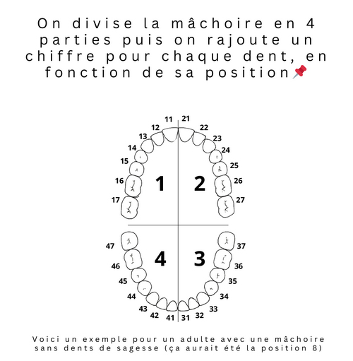 SCM Bellecour : votre dentiste vous parle en chiffre ? SCM Bellecour : votre dentiste vous parle en chiffre ?