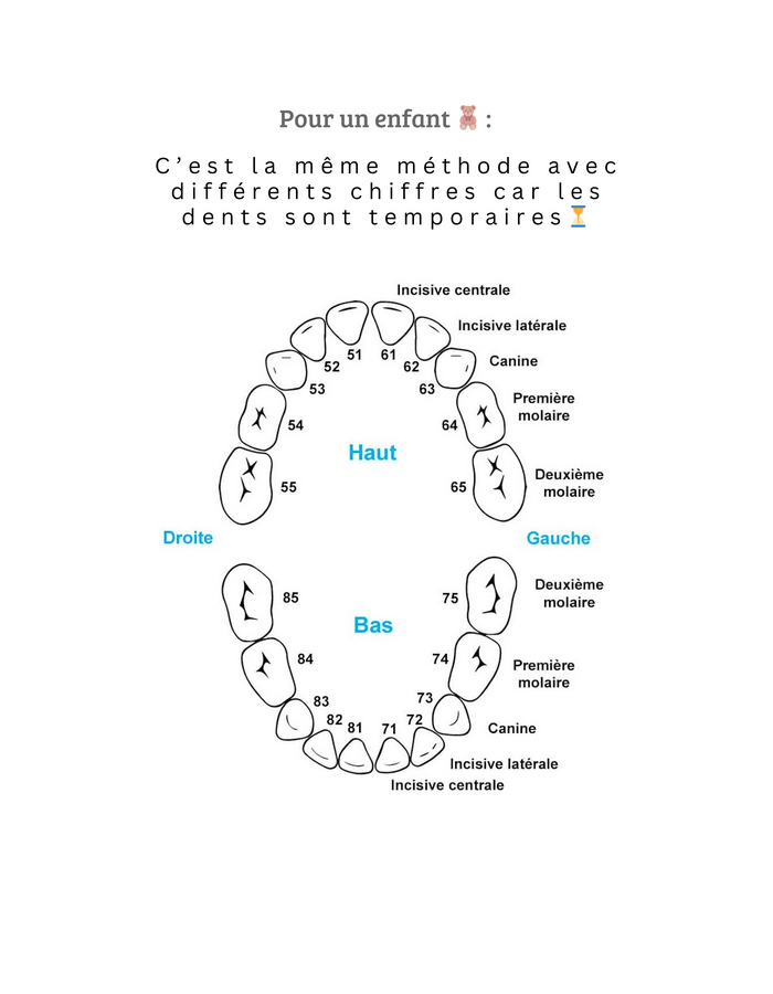 SCM Bellecour - systeme de numerotation dentaire pour les enfants SCM Bellecour - systeme de numerotation dentaire pour les enfants